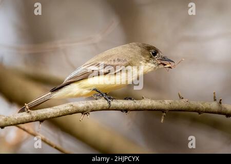 Ich fotografierte diese Eastern Phoebe mit einem Snack während der Reise durch den Osten von Texas auf der jährlichen RV Reise durch den Süden. Stockfoto