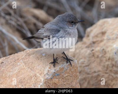 Der Schwarzstart (Oenanthe melanura) stammt aus einer Wüstenregion in Israel. Stockfoto