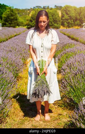 Frau, die einen Lavendelhaufen in der Mitte einer Lavendelfarm hält. Lavendelernte. Sonnenlicht. Stockfoto