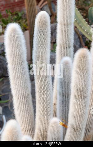 Cleistocactus strausii, die silberne Fackel oder wollige Fackel, ist eine mehrjährige blühende Pflanze in der Familie Cactaceae Stockfoto