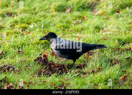 Die Kapuzenkrähe (Corvus cornix) (auch Kapuzenkrähe genannt) auf Gras in Inverness, Schottland Stockfoto