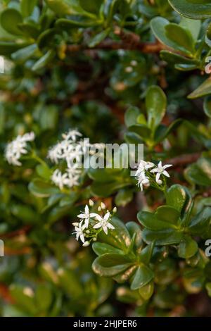 Crassula ovata, allgemein bekannt als Jadepflanze, Glückspflanze, Geldpflanze oder Geldbaum, ist eine saftige Pflanze mit kleinen rosa oder weißen Blüten. Stockfoto