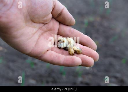 Larven des Bronzekäfer oder Blütenkäfer in der Hand eines Mannes vor dem Hintergrund schwarzer Erde, selektiver Fokus Stockfoto