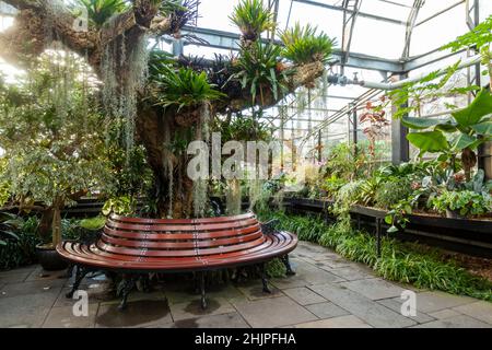 Inverness Botanic Gardens Tropical House, Inverness, Schottland Stockfoto