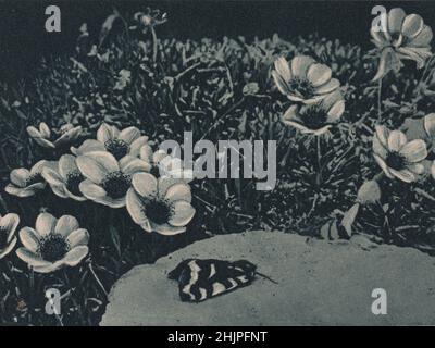 Erstaunlich ist die Anzahl der lebhaft gefärbten Schmetterlinge sowie Käfer und sogar Bienen, die den arktischen Sommer bereichern. Arktis (1923) Stockfoto