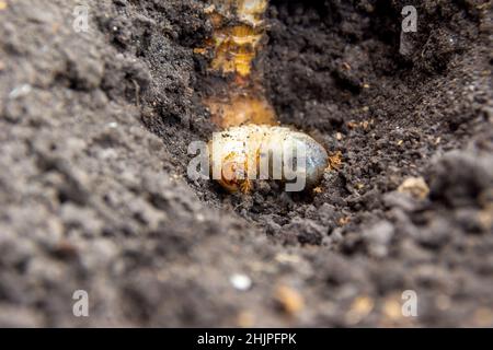 Larven von Flower Chafer oder Bronzekäfer liegen im Boden, selektiver Fokus Stockfoto