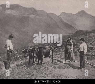 Auf dem Korn inmitten der malerischen Landschaft von Madeira. Portugal. Atlantische Inseln (1923) Stockfoto