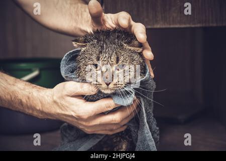 Schottische Katze in einem Handtuch falten. Nasse Katze nach dem Baden in einem blauen Handtuch. Die Hände des Mannes halten eine nasse Katze im Badezimmer. Stockfoto
