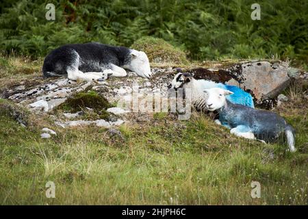 Junge Herdwick Lämmer liegen mit Paarung und smit Marks langdale Valley, Lake District, cumbria, england, großbritannien Stockfoto