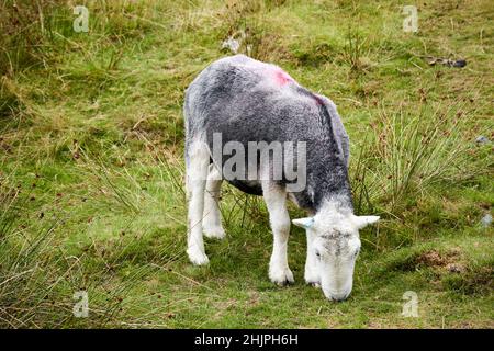 Jungherdwicklamm mit Ohrschild und smit-Markierung, die Gras frisst langdale Valley, Lake District, cumbria, england, großbritannien Stockfoto