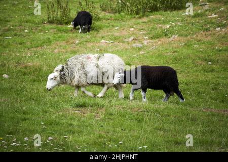 Herdwick Mutterschafe mit jungen Lamm schwarz gefärbt Wechsel zu weißen langdale Valley, Lake District, cumbria, england, großbritannien Stockfoto