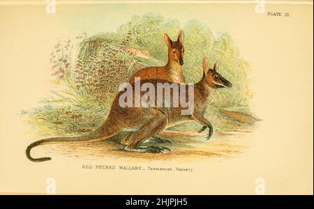 Rothalswallaby - Tasmanische Varietät [das rothalsige Wallaby oder Bennett-Wallaby (Notamacropus rufogriseus) ist ein mittelgroßer Makropoden-Marsupium (Wallaby), der in den gemäßigten und fruchtbareren Teilen Ostalstraliens, einschließlich Tasmanien, vorkommt]. Von einem Handbuch zu den Marsupialia und Monotremata von Richard Lydekker, Lloyd's Natural History Series Herausgegeben von R. Bowdler Sharpe Veröffentlicht 1896 von E. Lloyd, London Stockfoto