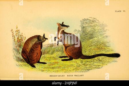 Das Zwergschwanzwallaby oder kleinohrige Felswallaby (Petrogale penicillata) ist eine Art Wallaby, eine von mehreren Felswallabys der Gattung Petrogale. Sie bewohnt Felshaufen und Klippenlinien entlang der Great Dividing Range von etwa 100 km nordwestlich von Brisbane bis nach Nord-Victoria, in einer Vegetation, die vom Regenwald bis zum trockenen Sklerophyl-Wald reicht. Die Populationen sind im Süden und Westen des Landes stark zurückgegangen, aber es ist in Nord-New South Wales und im südlichen Queensland nach wie vor häufig.[4] aufgrund eines großen Buschfeuers in Südost-Australien sind jedoch etwa 70 % aller W-Bestände in Australien verbreitet Stockfoto