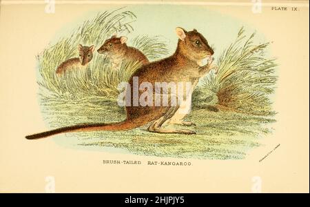 Der Wollschwanzbettong (Bettongia penicillata) ist ein äußerst seltenes, kleines Beuteltier, das zur Gattung Bettongia gehört, Das ist in Australien endemisch. Von "Einem Handbuch zu den Marsupialia und Monotremata" von Richard Lydekker, Lloyd's Natural History Series Herausgegeben von R. Bowdler Sharpe Veröffentlicht 1896 von E. Lloyd, London Stockfoto