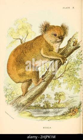 Der Koala oder, ungenau, Koalabär (Phascolarctos cinereus) ist ein arboreales pflanzenfressendes Beuteltier, das in Australien beheimatet ist. Es ist der einzige erhaltene Vertreter der Familie Phascolarctidae aus "Einem Handbuch zu den Marsupialia und Monotremata" von Richard Lydekker, Lloyd's Natural History Series herausgegeben von R. Bowdler Sharpe Veröffentlicht 1896 von E. Lloyd, London Stockfoto