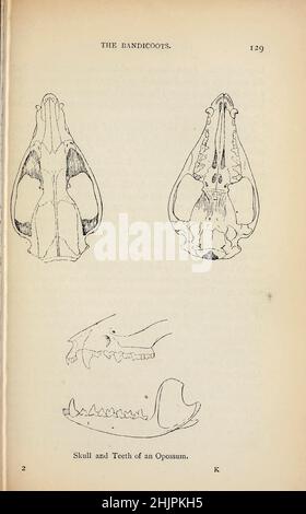 Schädel und Zähne eines Opossums aus "Einem Handbuch zu den Marsupialia und Monotremata" von Richard Lydekker, Lloyd's Natural History Series Herausgegeben von R. Bowdler Sharpe Veröffentlicht 1896 von E. Lloyd, London Stockfoto