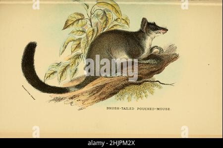 Brush tailed Pouched-Mouse (Phascologale penicillata) von Richard Lydekker, Lloyd's Natural History Series Herausgegeben von R. Bowdler Sharpe Veröffentlicht 1896 von E. Lloyd, London Stockfoto