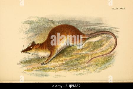 Der gemeinsame Opossum (Didelphis marsupialis), hier als Rattenschwanz-Opossum auch als südlicher oder schwarzohriger Opossum oder Gambá bezeichnet, von "Einem Handbuch zu den Marsupialia und Monotremata" von Richard Lydekker, Lloyd's Natural History Series herausgegeben von R. Bowdler Sharpe Veröffentlicht 1896 von E. Lloyd, London Stockfoto