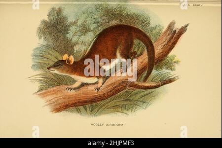 Das braunohrige wollige Opossum (Caluromys lanatus), auch bekannt als das westliche wollige Opossum, ist ein Opossum aus Südamerika. Von "Einem Handbuch zu den Marsupialia und Monotremata" von Richard Lydekker, Lloyd's Natural History Series Herausgegeben von R. Bowdler Sharpe Veröffentlicht 1896 von E. Lloyd, London Stockfoto