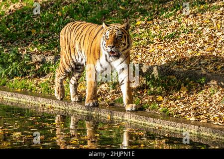 Der sibirische Tiger, Panthera tigris altaica ist die größte Katze der Welt Stockfoto