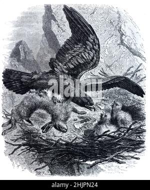 Golden Eagle, Aquila chrysaetos, Rückkehr zu Eagle Chicks on Nest mit Dead Rabbit oder Hase Prey. Vintage Illustration oder Gravur 1865. Stockfoto