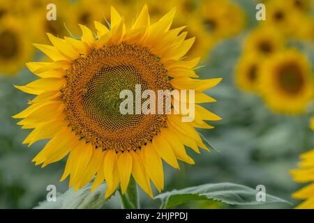 Nahaufnahme einer leuchtend gelben Sonnenblume mit einer Biene auf einem Hintergrund aus verschwommenen grünen Blättern und Sonnenblumen mit Kopierfläche Stockfoto