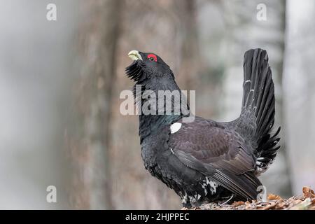 Ein seltener und legendärer Vogel, das westliche Auerhuhn-Männchen (Tetrao urogallus) Stockfoto