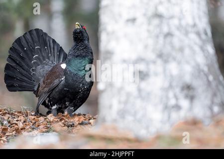 Auerhähnchen auf dem Boden, Portrait der bildenden Kunst (Tetrao urogallus) Stockfoto