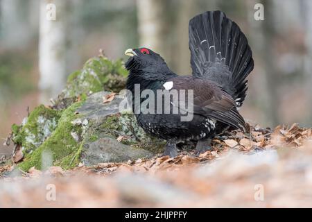 Ein seltener und legendärer Vogel, das westliche Auerhuhn-Männchen (Tetrao urogallus) Stockfoto