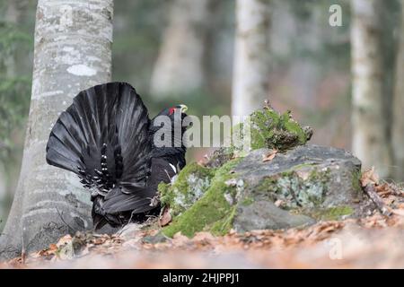 Westlicher Auerhahn, der auf der Suche nach Nahrung auf dem Boden ist (Tetrao urogallus) Stockfoto