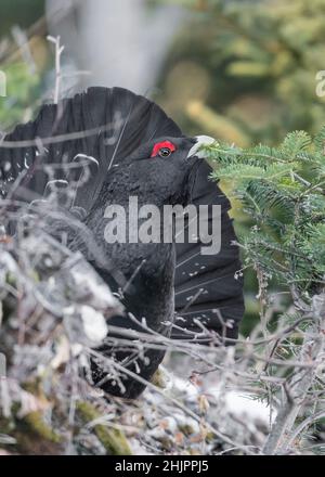 Es ist an der Zeit, sich für das westliche Auerhuhn-Männchen (Tetrao urogallus) zu ernähren. Stockfoto