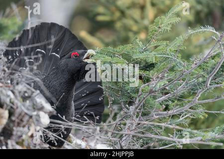 Es ist an der Zeit, sich für das westliche Auerhuhn-Männchen (Tetrao urogallus) zu ernähren. Stockfoto