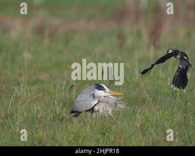 Graureiher auf der Jagd auf ein überflutetes Feld, auf dem Enten und Watvögel gezüchtet hatten, auf der Suche nach Küken zum Essen. Trotz der Bemühungen der Eltern war der Reiher erfolgreich. Stockfoto