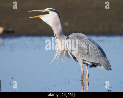 Graureiher auf der Jagd auf ein überflutetes Feld, auf dem Enten und Watvögel gezüchtet hatten, auf der Suche nach Küken zum Essen. Trotz der Bemühungen der Eltern war der Reiher erfolgreich. Stockfoto