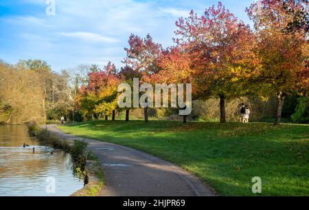 Farbenfrohe Ahornbäume säumen den Fluss Itchen auf der Itchen Navigation im Riverside Park, Southampton, England, Großbritannien Stockfoto