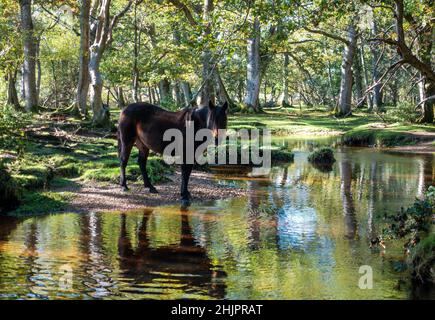Wildes Pony, das neben dem Fluss in der Nähe von Ober Water im New Forest, England, Großbritannien, steht Stockfoto