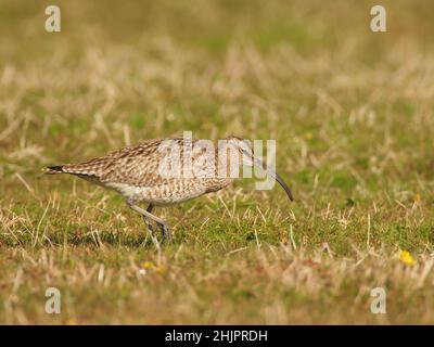 Whimbrel am typischen Futterhabitat auf North Uist, wo sie vor der Weiterwanderung anhalten. Stockfoto