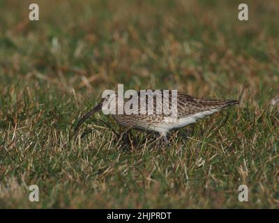 Whimbrel am typischen Futterhabitat auf North Uist, wo sie vor der Weiterwanderung anhalten. Stockfoto