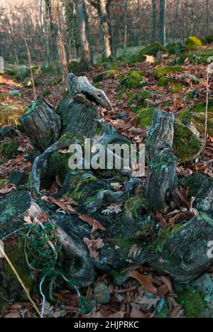 Tote Kastanienwurzel mitten im Wald im Herbst mit abgefallenen Blättern und Steinen mit Moos Stockfoto
