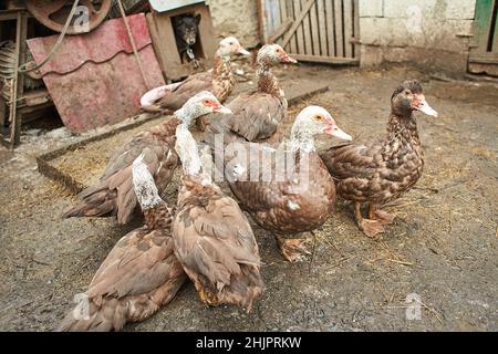 Nahaufnahme einer braunen und weißen Ente mit rotem Kopf, bekannt als kreolische Ente, Bragado, schwarze Ente oder stumme Ente. Stockfoto