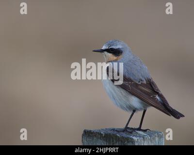 Männlich Northern Wheatear auf North Uist, Schottland. Dies war ein außergewöhnliches Jahr für die Art mit Hunderten von Vögeln auf dem Machair und den Hügeln. Stockfoto