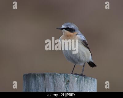 Männlich Northern Wheatear auf North Uist, Schottland. Dies war ein außergewöhnliches Jahr für die Art mit Hunderten von Vögeln auf dem Machair und den Hügeln. Stockfoto