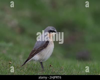 Männlich Northern Wheatear auf North Uist, Schottland. Dies war ein außergewöhnliches Jahr für die Art mit Hunderten von Vögeln auf dem Machair und den Hügeln. Stockfoto