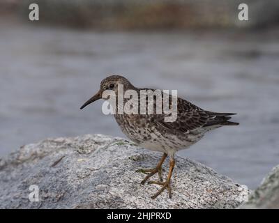 Purple Sandpiper Winter an Küsten rund um das Vereinigte Königreich vor der Migration oft in der Tundra brüten. Ein oder zwei Paare brüten in Großbritannien. Stockfoto