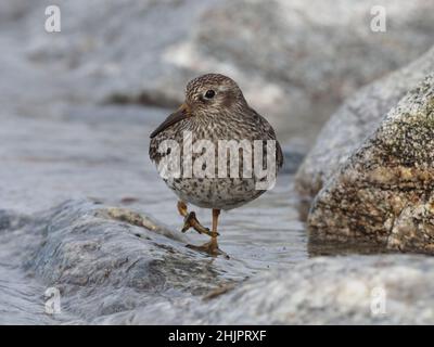 Purple Sandpiper Winter an Küsten rund um das Vereinigte Königreich vor der Migration oft in der Tundra brüten. Ein oder zwei Paare brüten in Großbritannien. Stockfoto