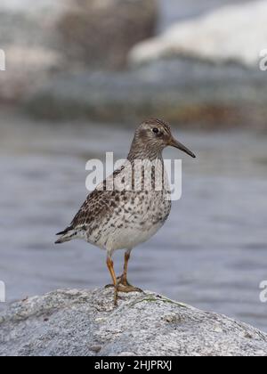 Purple Sandpiper Winter an Küsten rund um das Vereinigte Königreich vor der Migration oft in der Tundra brüten. Ein oder zwei Paare brüten in Großbritannien. Stockfoto