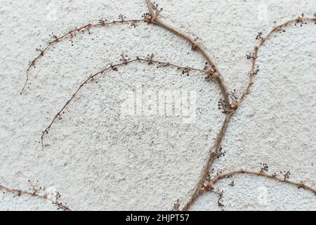 Trockene Äste von Efeu an der Wand. Rote Efeu-Blätter an einer Betonwand. Stockfoto