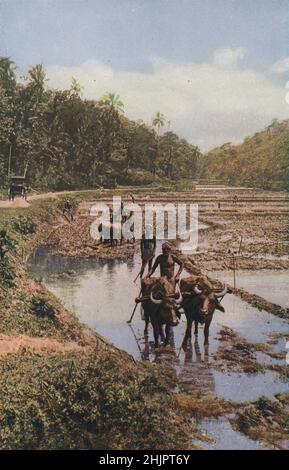 Hock tief im flüssigen Schlamm ziehen Büffel die Holzpflüge durch terrassierte Reisfelder, die mit kostbarem Wasser eingesogen sind. Sri Lanka. Ceylon (1923) Stockfoto