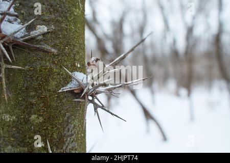 Dorniger Stamm von Akazienbaum, der in der Natur aus nächster Nähe mit Schnee bedeckt ist Stockfoto