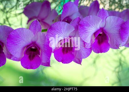 Farbenfrohe rosa dendrobium Orchideen im Garten im Freien Hintergrund blühen Stockfoto